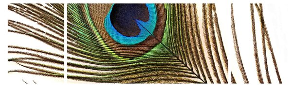 Obraz pavího peří (170x50 cm)
