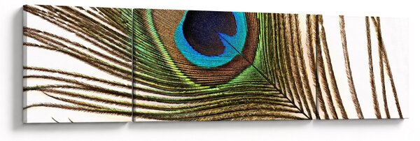 Obraz pavího peří (170x50 cm)