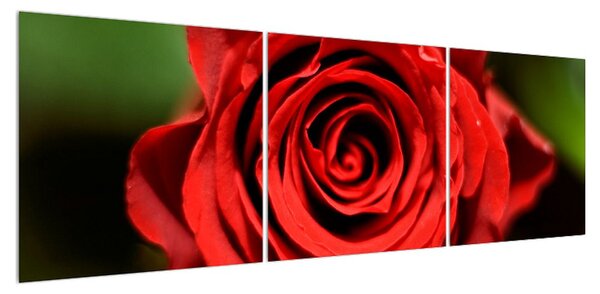 Detailní obraz květu růže (150x50 cm)