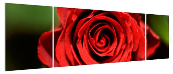 Detailní obraz květu růže (170x50 cm)