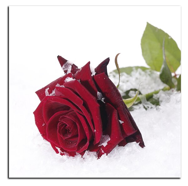 Obraz na plátně - Růže na sněhu - čtverec 3103A (50x50 cm)