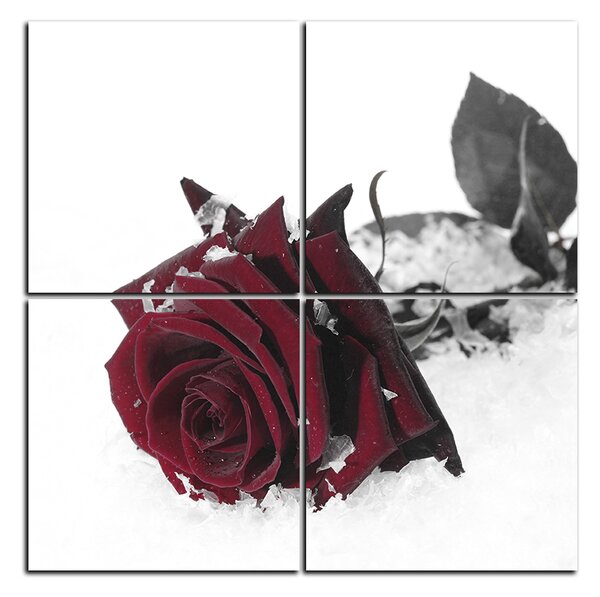 Obraz na plátně - Růže na sněhu - čtverec 3103FD (60x60 cm)