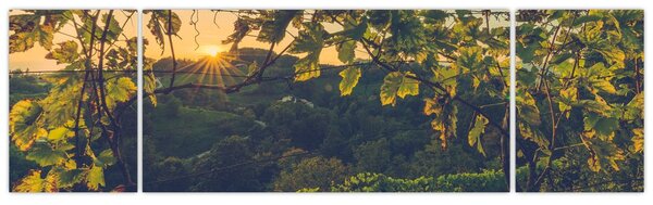 Obraz - Vinice (170x50 cm)