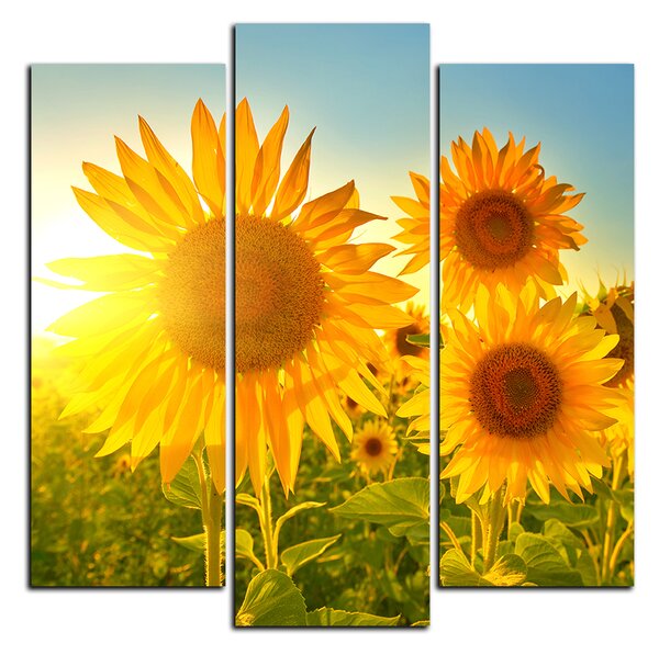 Obraz na plátně - Slunečnice v létě - čtverec 3145C (75x75 cm)