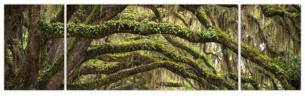 Obraz - Oaks Avenue, Charleston, Jižní Karolína, USA (170x50 cm)
