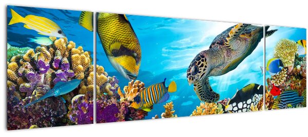 Obraz korálového útesu (170x50 cm)