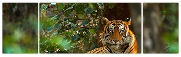 Obraz odpočívajícího tygra (170x50 cm)