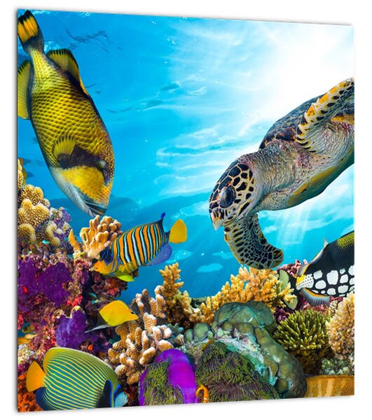 Obraz korálového útesu (30x30 cm)