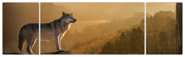 Obraz vlka na skále (170x50 cm)