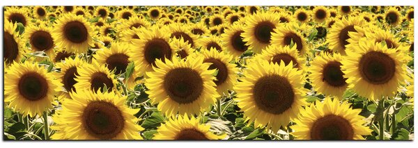 Obraz na plátně - Slunečnice - panoráma 5146A (105x35 cm)