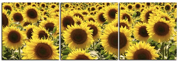 Obraz na plátně - Slunečnice - panoráma 5146B (90x30 cm)