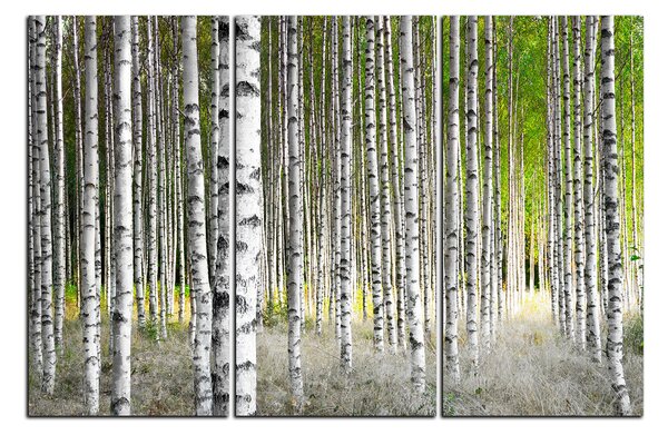 Obraz na plátně - Břízy 1177B (90x60 cm )