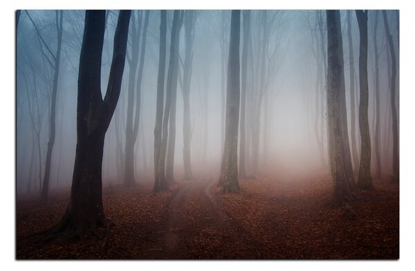 Obraz na plátně - Mlha v lese 1182A (60x40 cm)