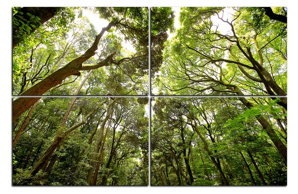 Obraz na plátně - Zelené stromy v lese 1194E (90x60 cm)