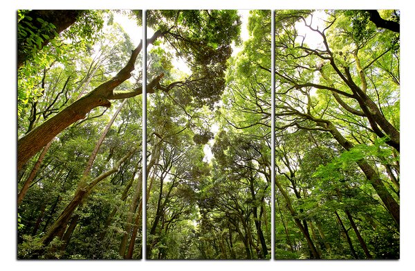 Obraz na plátně - Zelené stromy v lese 1194B (90x60 cm )