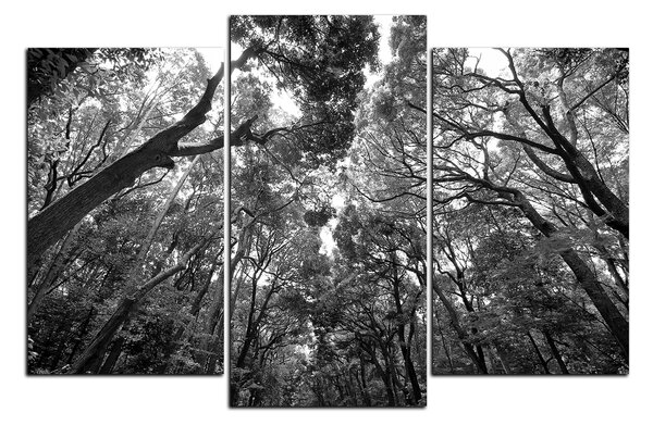 Obraz na plátně - Zelené stromy v lese 1194QC (90x60 cm)