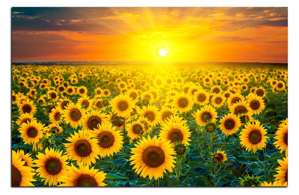 Obraz na plátně - Slunečnicová pole při západu slunce 1199A (60x40 cm)
