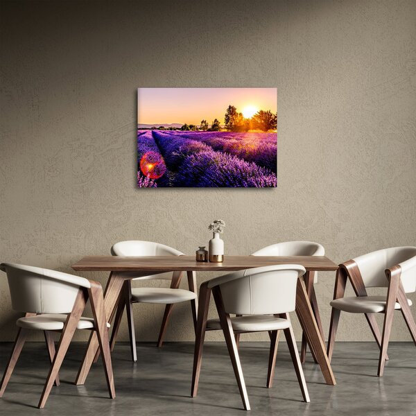 Obraz levandulového pole (70x50 cm)