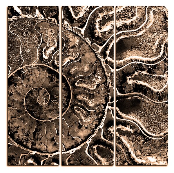 Obraz na plátně - Textura fosílie - čtverec 3174FB (75x75 cm)