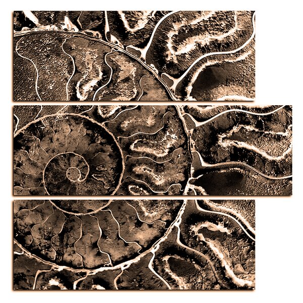 Obraz na plátně - Textura fosílie - čtverec 3174FD (75x75 cm)