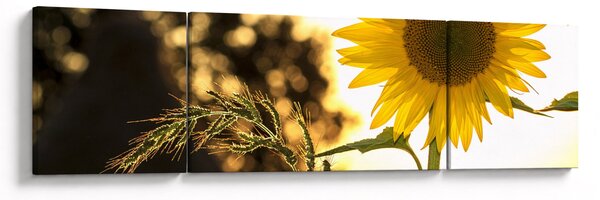 Obraz slunečnice (170x50 cm)