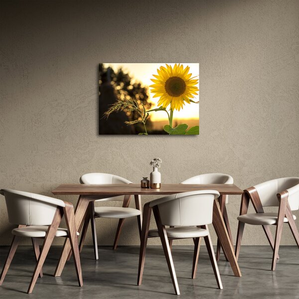 Obraz slunečnice (70x50 cm)