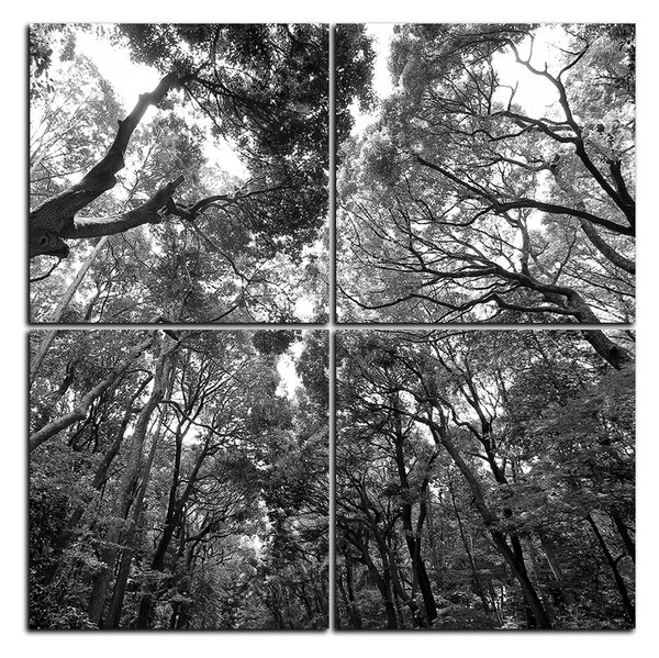 Obraz na plátně - Zelené stromy v lese - čtverec 3194QE (60x60 cm)