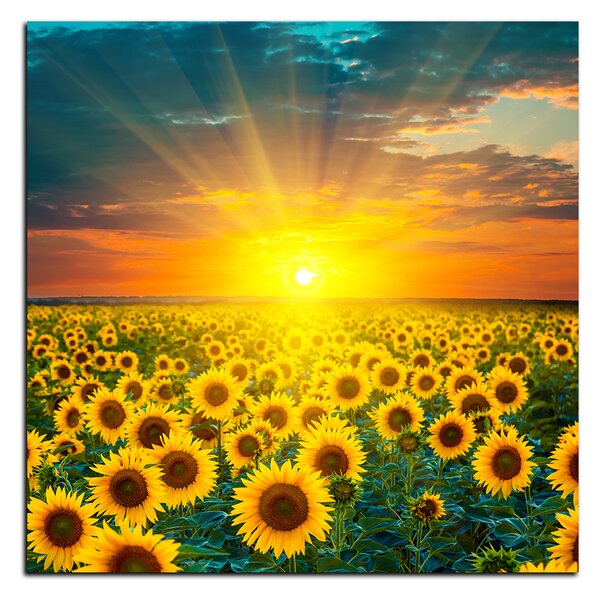 Obraz na plátně - Slunečnicová pole při západu slunce - čtverec 3199A (50x50 cm)