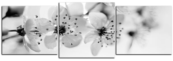 Obraz na plátně - Malé květy na větvi - panoráma 5173QD (90x30 cm)