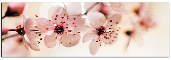 Obraz na plátně - Malé květy na větvi - panoráma 5173A (105x35 cm)