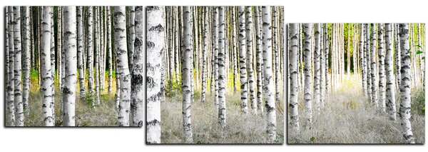 Obraz na plátně - Břízy - panoráma 5177E (90x30 cm)