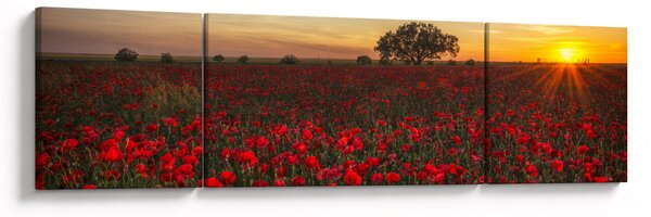 Obraz louky s vlčími máky (170x50 cm)