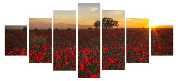 Obraz louky s vlčími máky (210x100 cm)