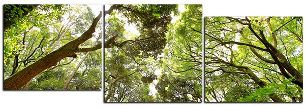 Obraz na plátně - Zelené stromy v lese - panoráma 5194D (90x30 cm)