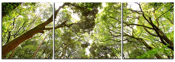 Obraz na plátně - Zelené stromy v lese - panoráma 5194C (120x40 cm)