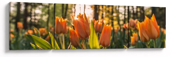Obraz - oranžové tulipány (170x50 cm)