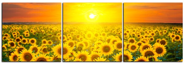 Obraz na plátně - Slunečnicová pole při západu slunce - panoráma 5199B (90x30 cm)
