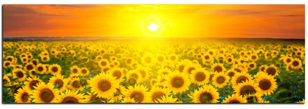 Obraz na plátně - Polje suncokreta u zalasku sunca - panorama 5199A (105x35 cm)