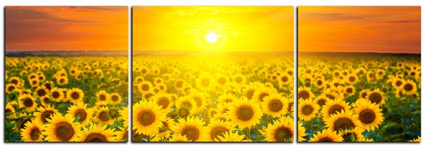 Obraz na plátně - Slunečnicová pole při západu slunce - panoráma 5199C (120x40 cm)