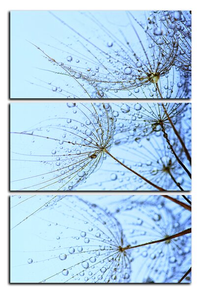 Obraz na plátně - Pampelišková semínka s kapkami vody - obdélník 7202B (90x60 cm )