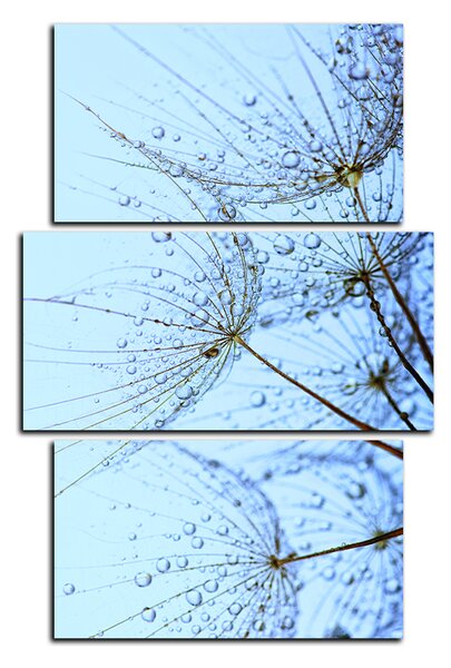 Obraz na plátně - Pampelišková semínka s kapkami vody - obdélník 7202C (90x60 cm)