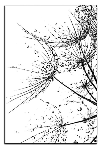 Obraz na plátně - Pampelišková semínka s kapkami vody - obdélník 7202QA (60x40 cm)