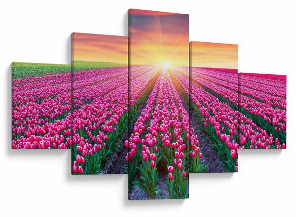 Obraz pole tulipánů se sluncem (125x70 cm)