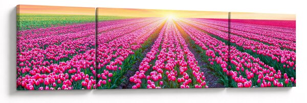 Obraz pole tulipánů se sluncem (170x50 cm)