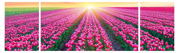 Obraz pole tulipánů se sluncem (170x50 cm)