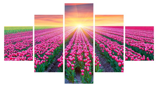 Obraz pole tulipánů se sluncem (125x70 cm)