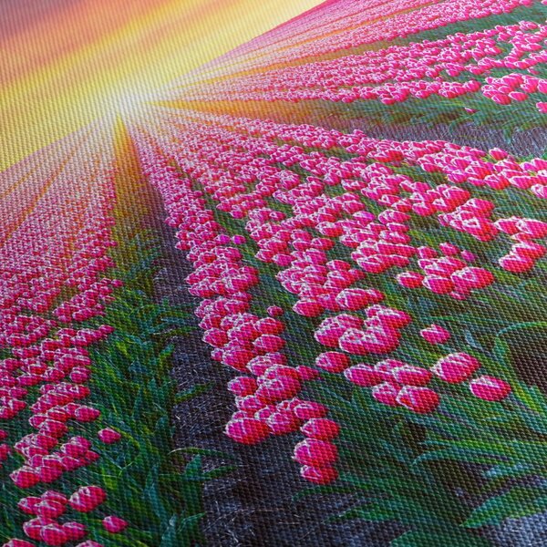 Obraz pole tulipánů se sluncem (70x50 cm)