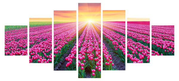 Obraz pole tulipánů se sluncem (210x100 cm)