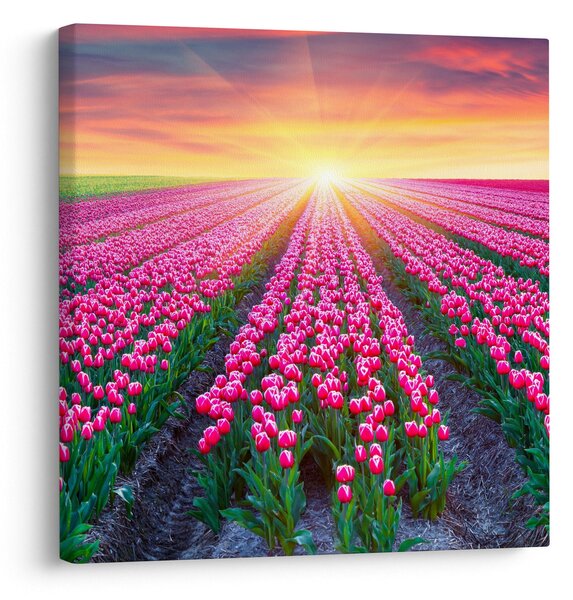 Obraz pole tulipánů se sluncem (30x30 cm)
