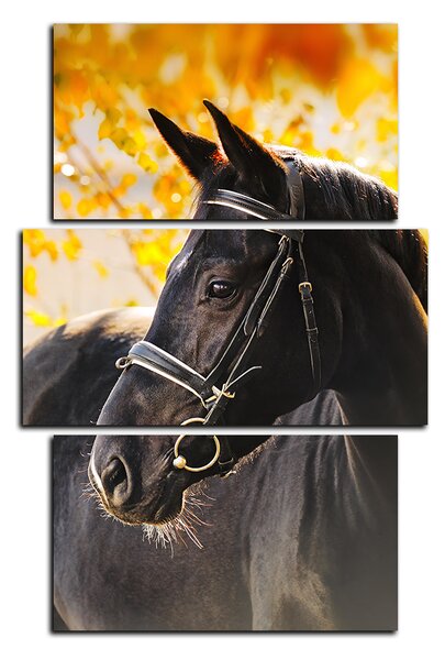 Obraz na plátně - Černý kůň - obdélník 7220C (90x60 cm)